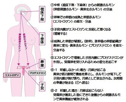 月経のしくみ